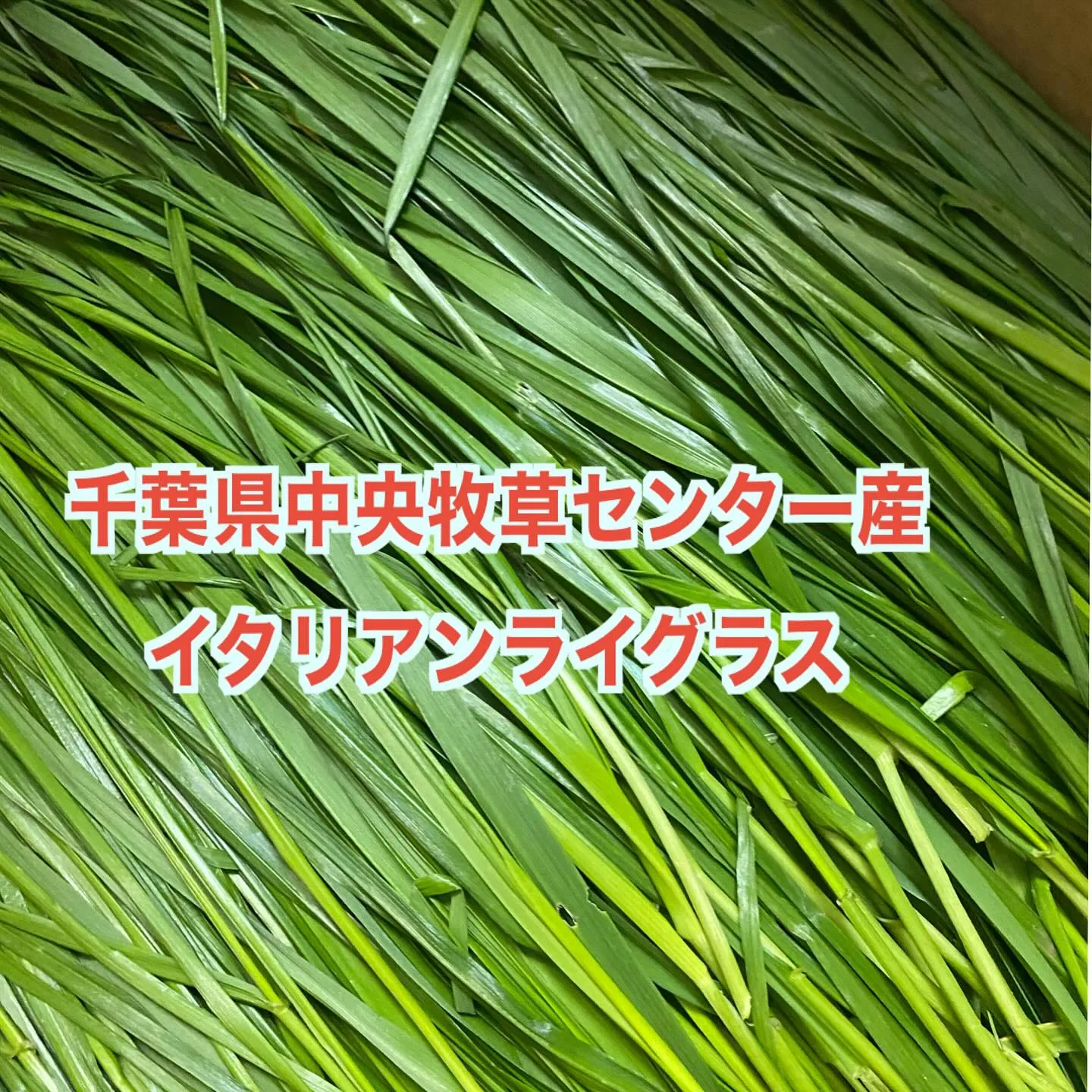 ☆生イタリアン☆