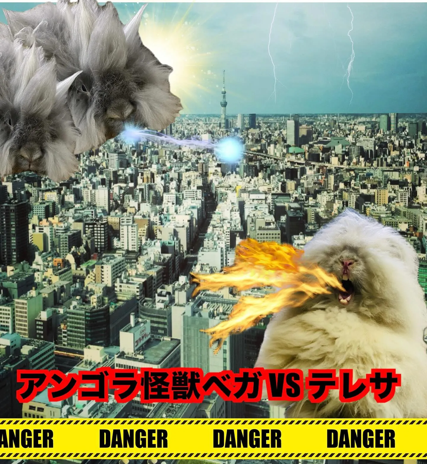 ☆アンゴラうさぎ☆