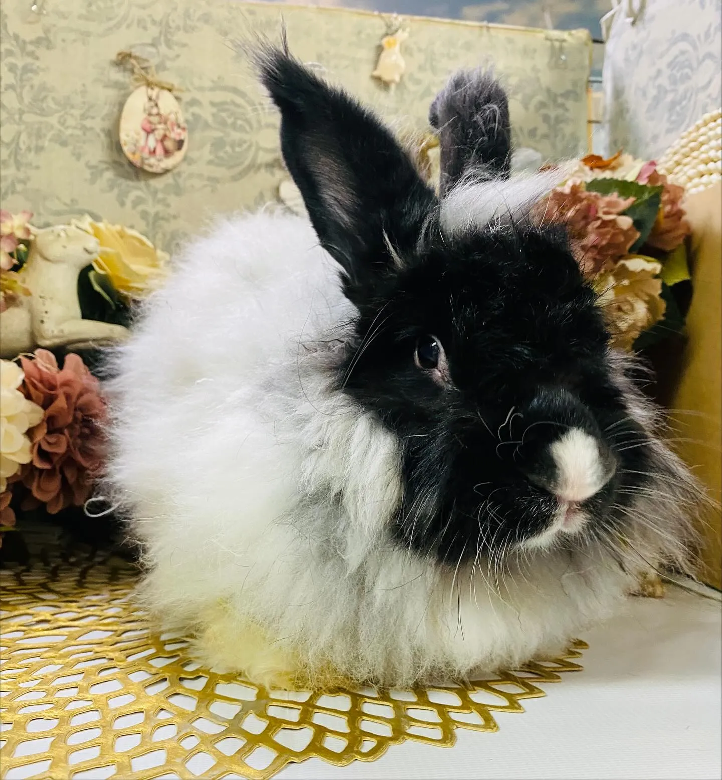 ☆アンゴラうさぎ☆