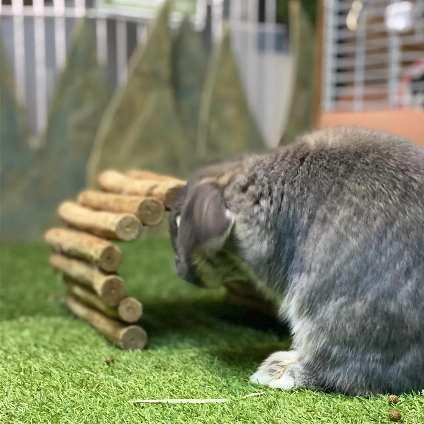 ☆放牧タイム☆