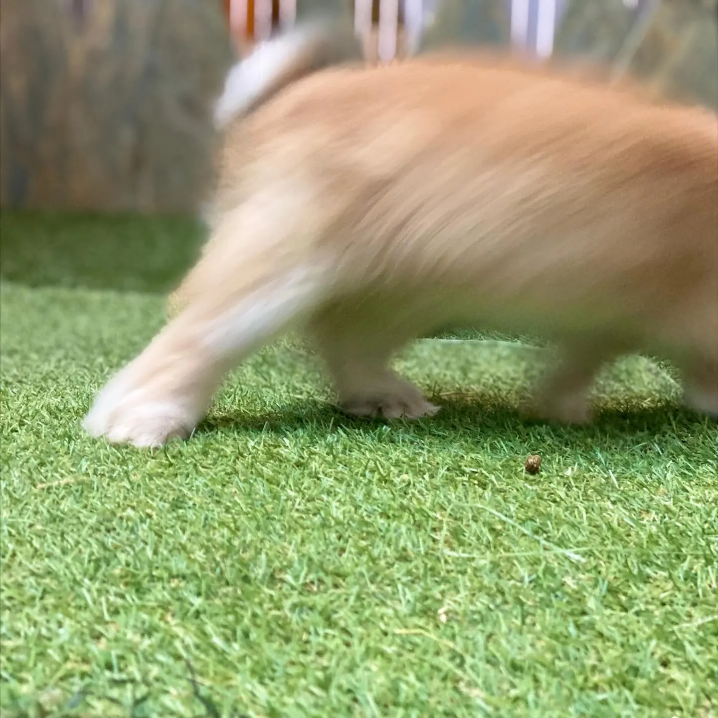 ☆放牧タイム☆