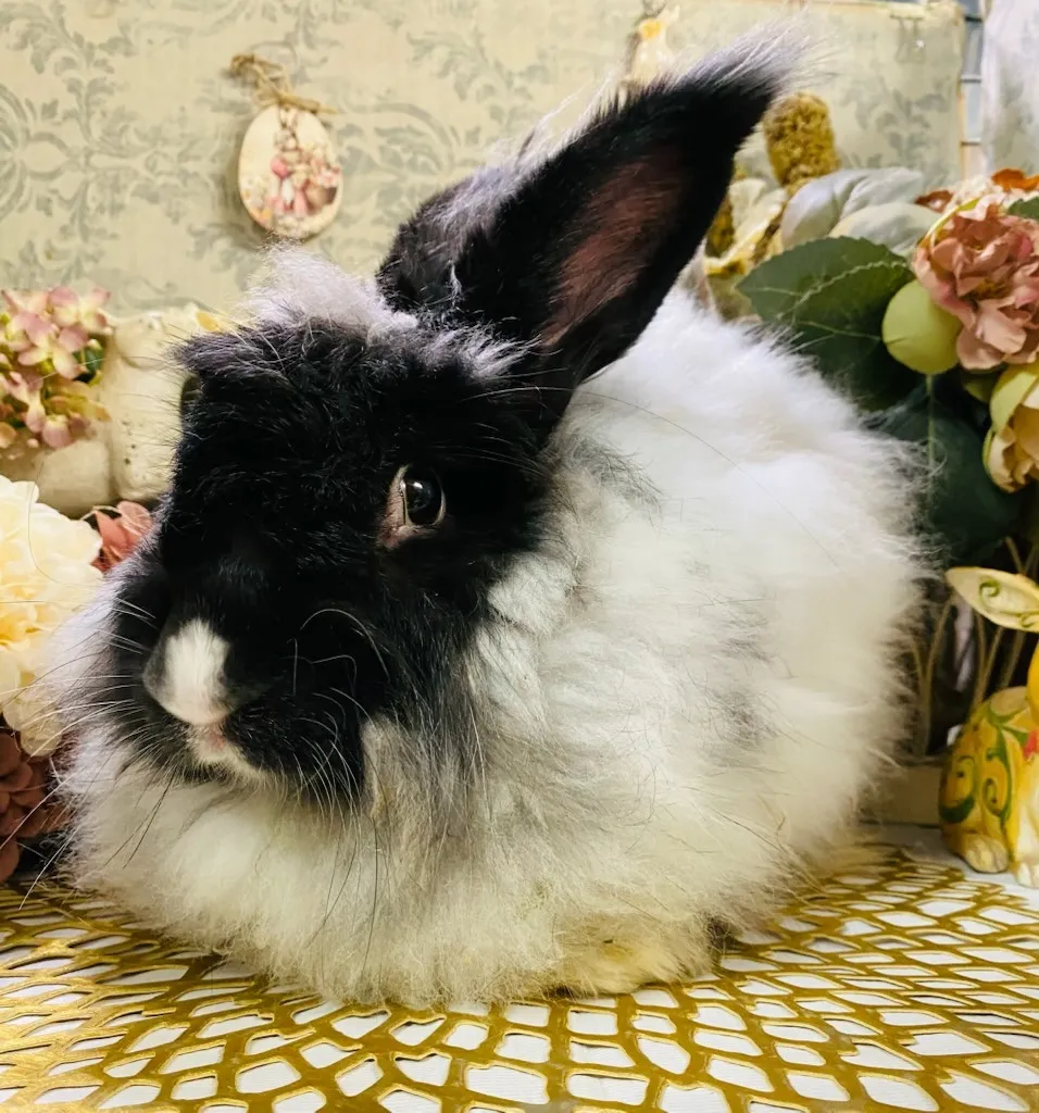 ☆お迎え済☆フレンチアンゴラ