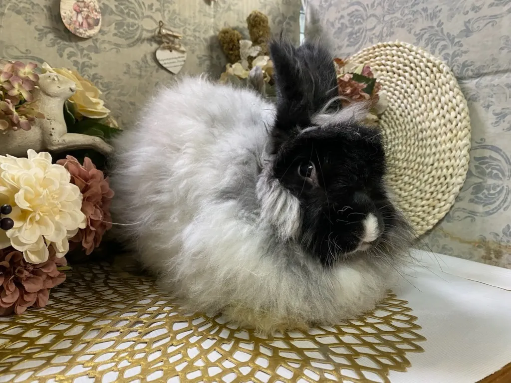 ☆お迎え済☆フレンチアンゴラ