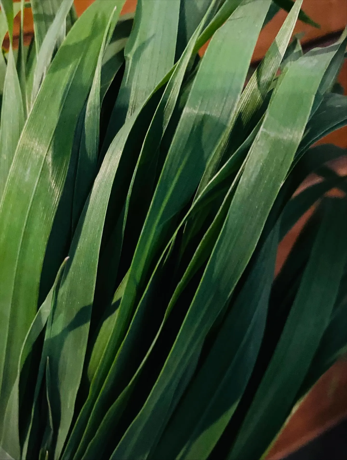 ☆ラキテファーム☆