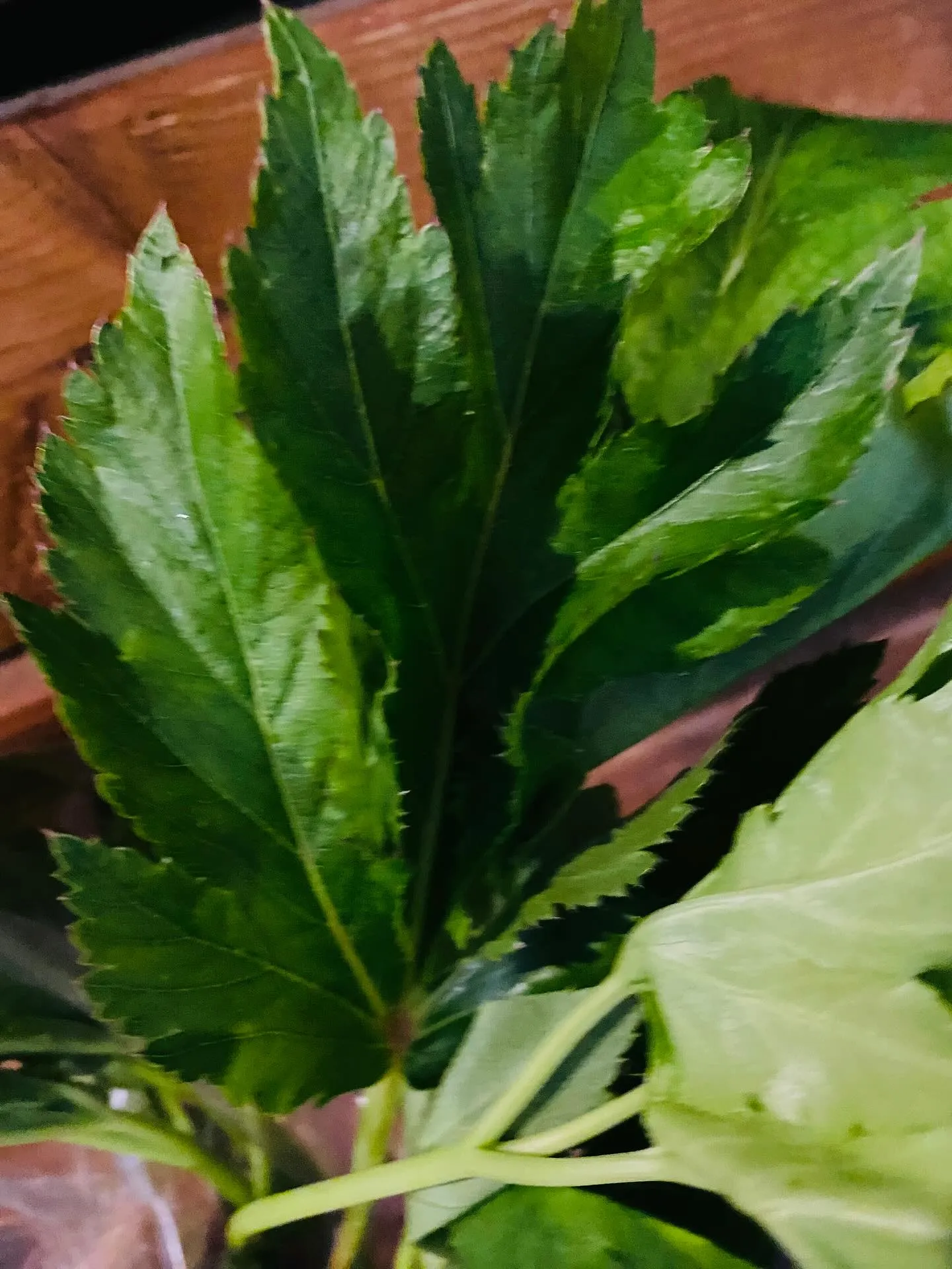 ☆ラキテファーム☆