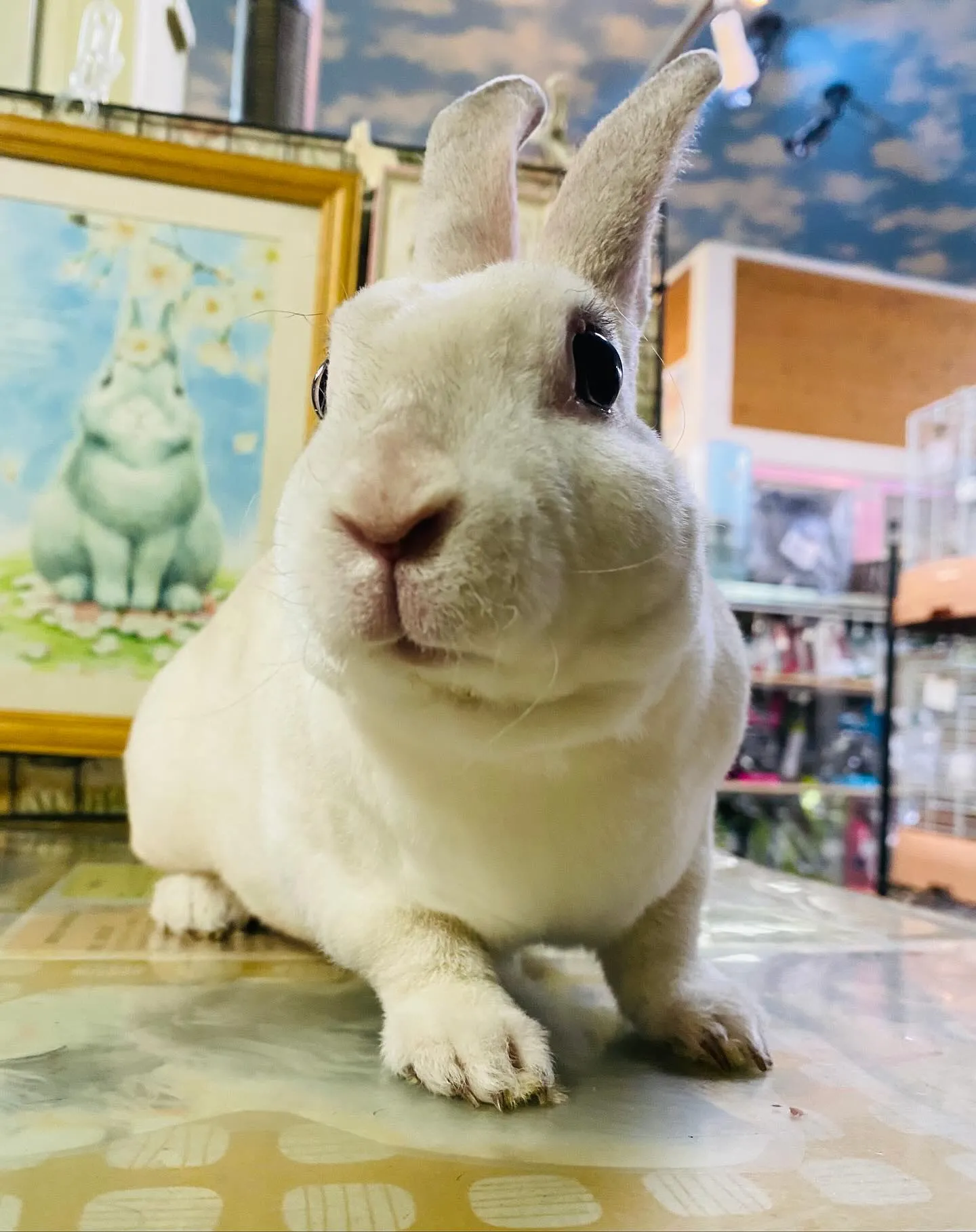 ☆筋肉マッチョうさぎ☆