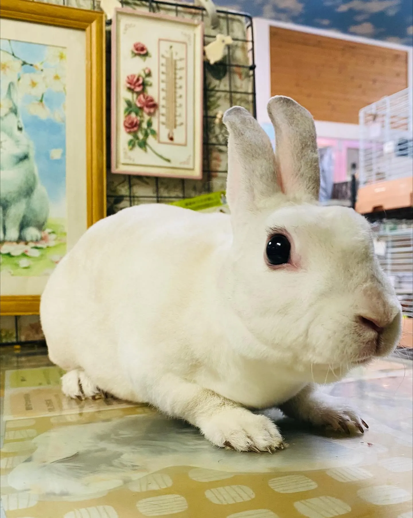 ☆筋肉マッチョうさぎ☆