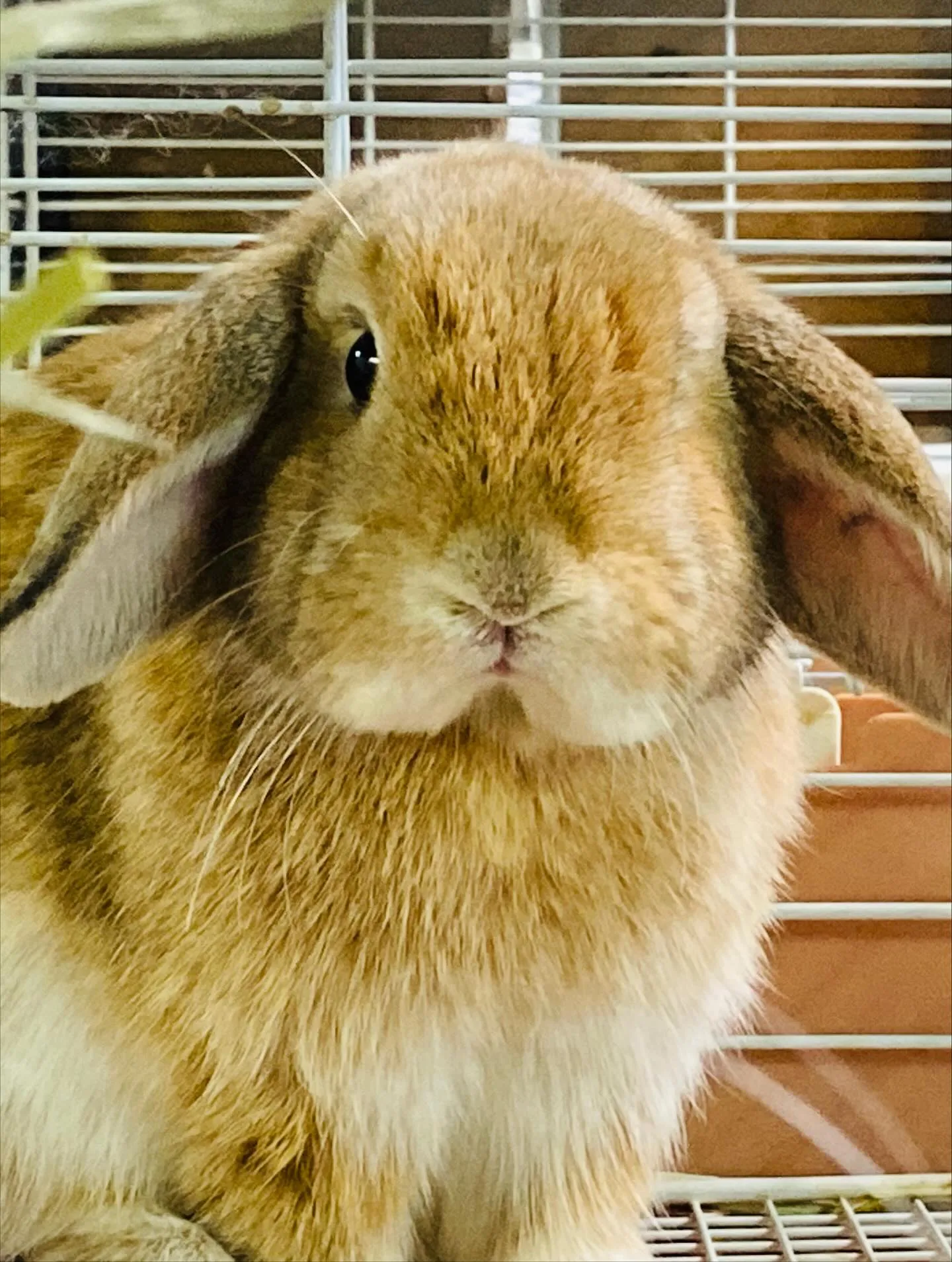 ☆まる顔☆