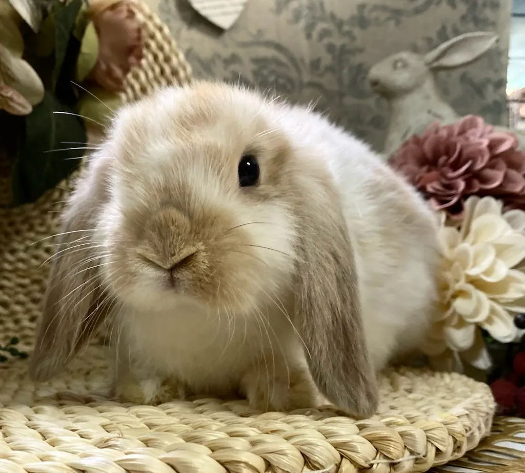 ☆お迎え済☆ブロークンリンクス