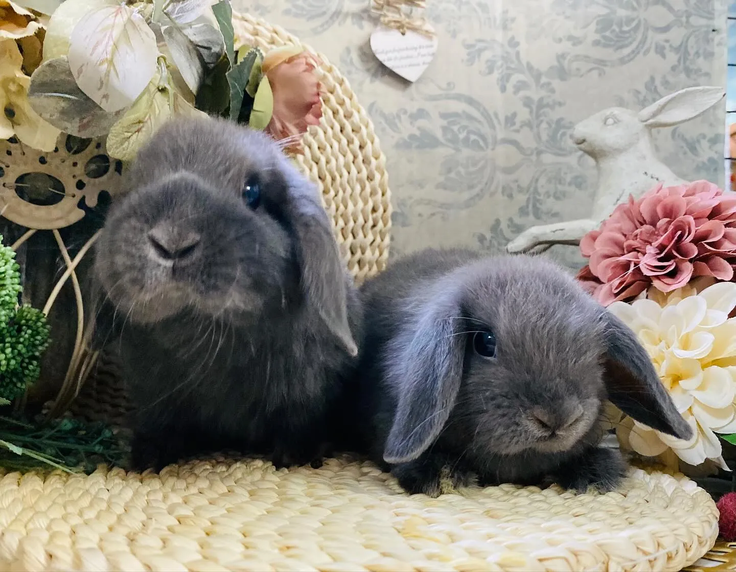 ☆子うさぎ情報☆