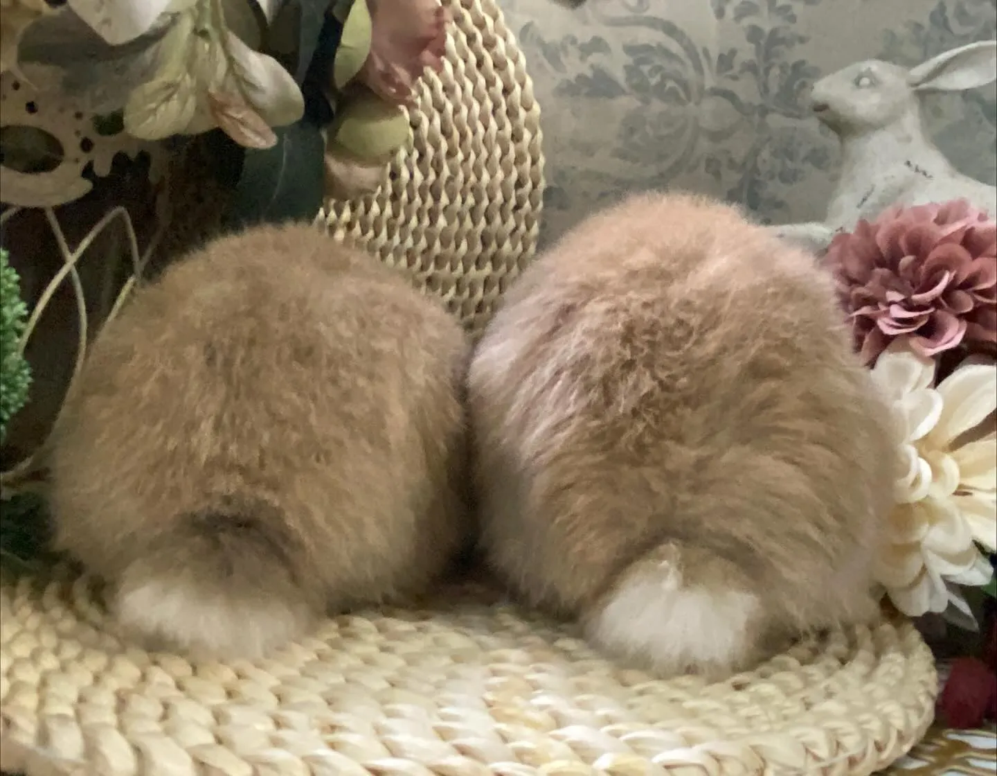 ☆子うさぎ情報☆