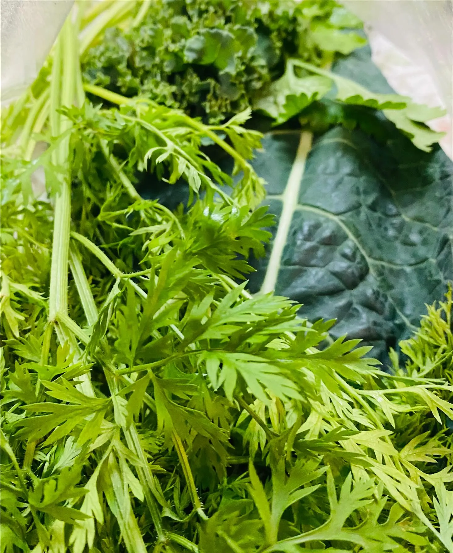 ☆ラキテ葉っぱ☆