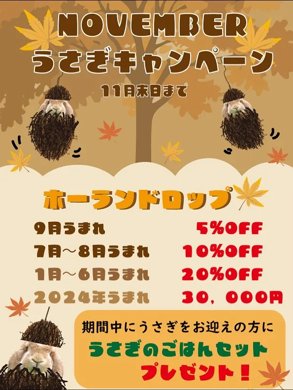 ☆11月うさぎお迎えキャンペーン☆
