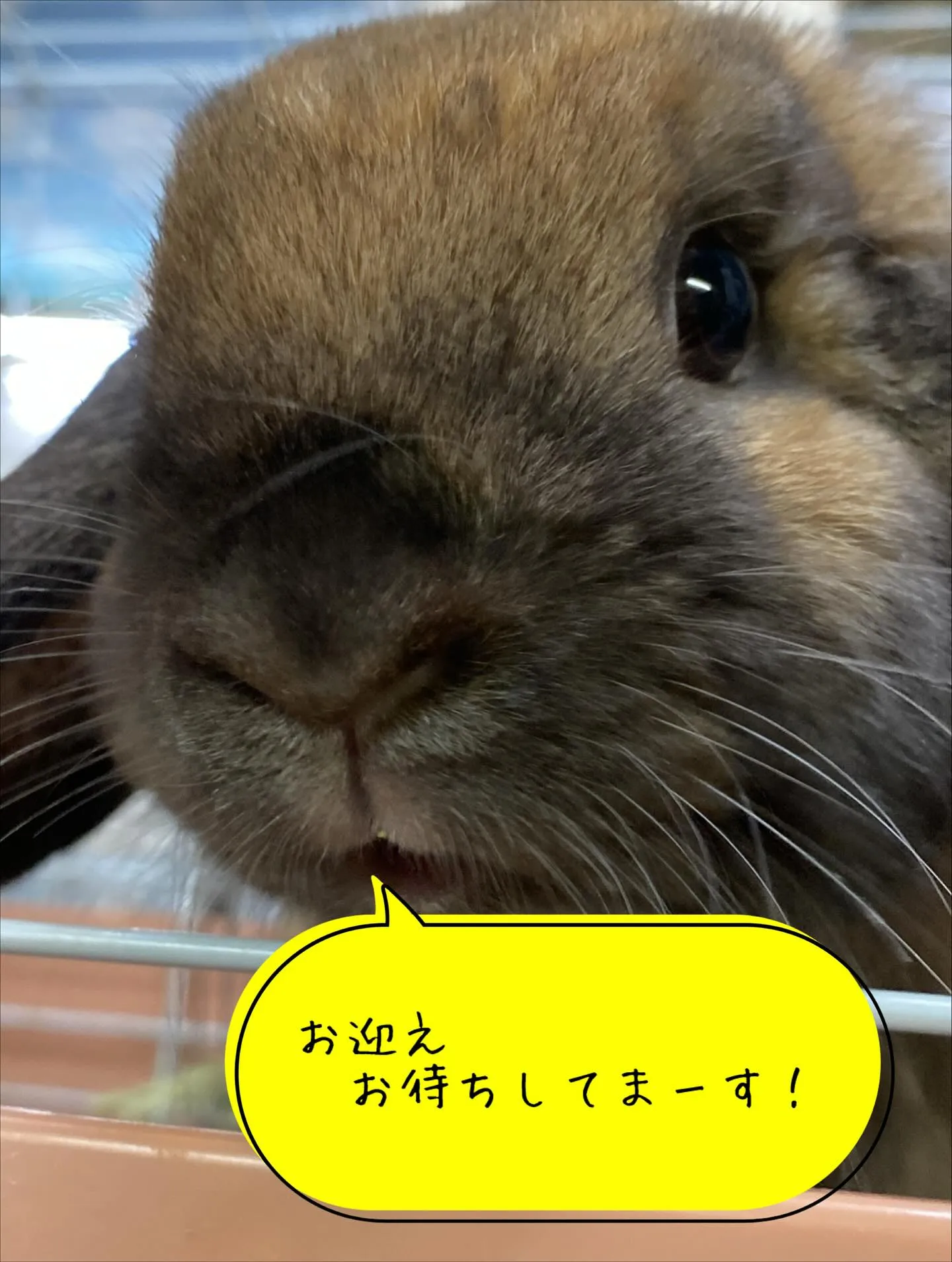 ☆11月うさぎお迎えキャンペーン☆