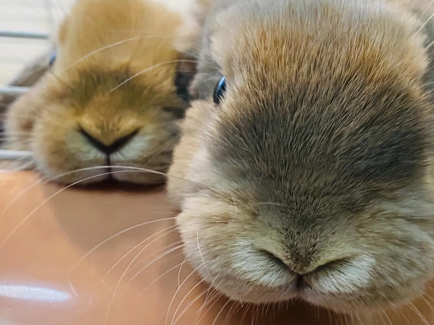 ☆ホーランドロップ☆