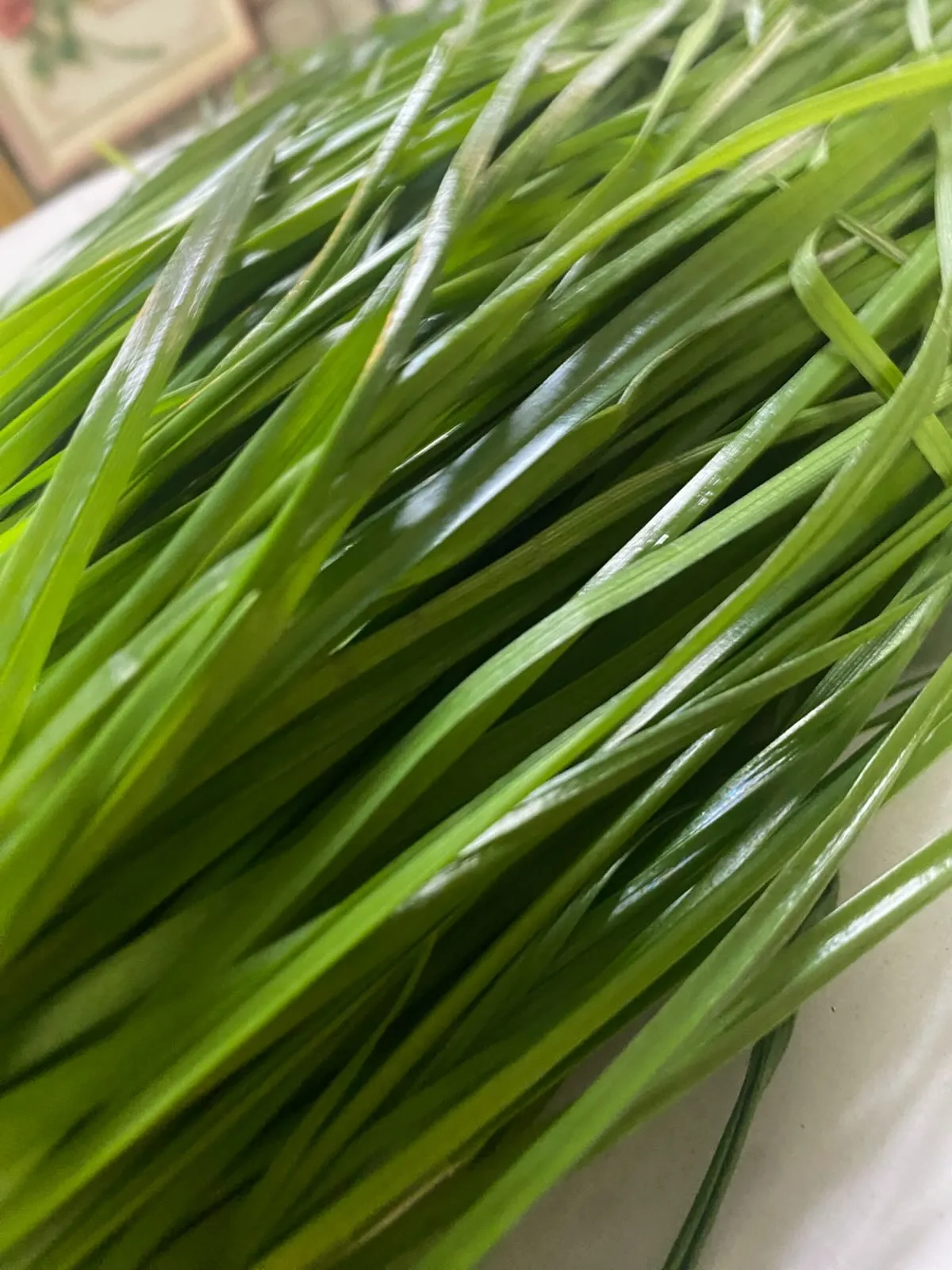 ☆生イタリアンライグラス☆