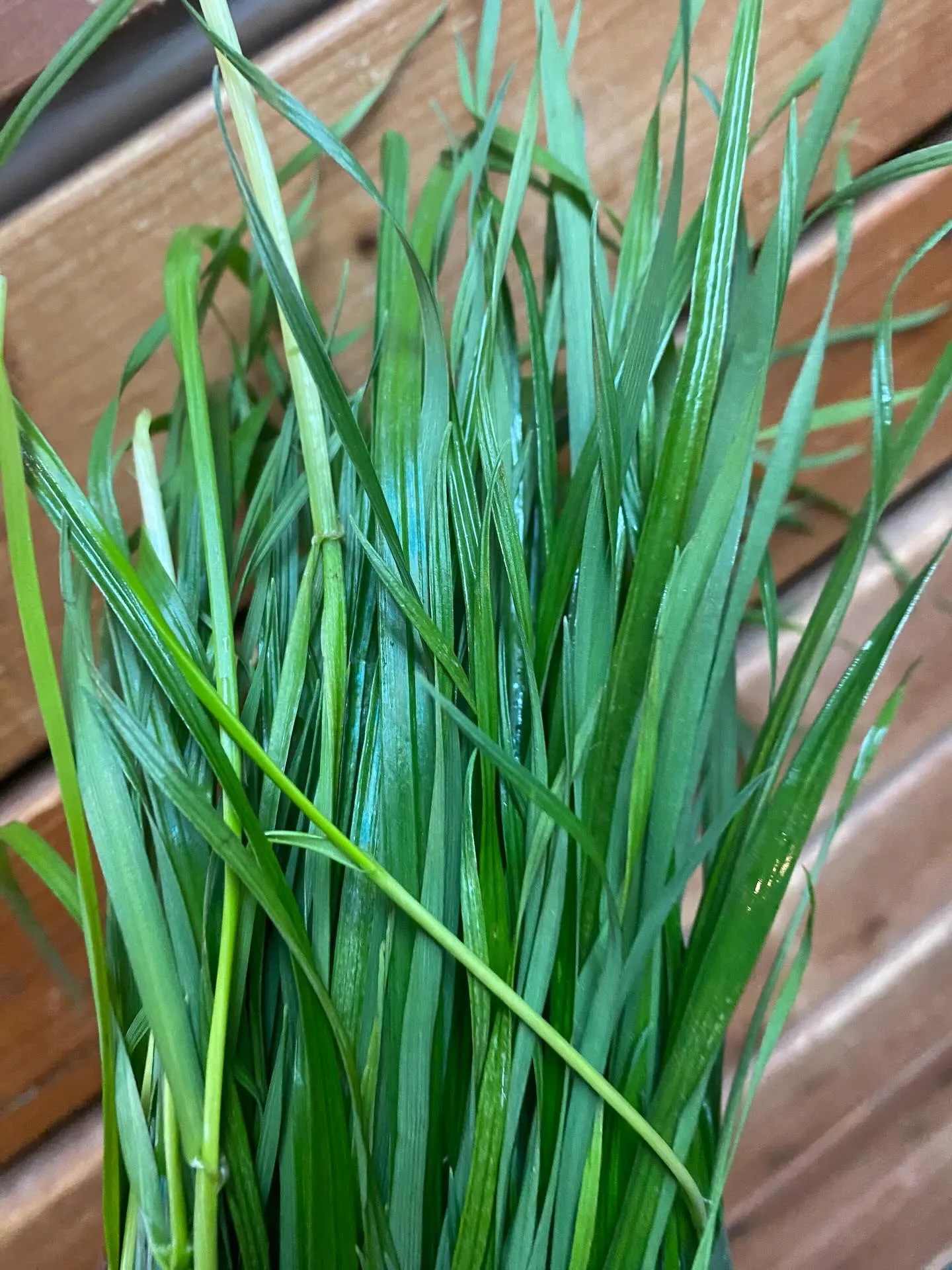 ☆生牧草牧草☆