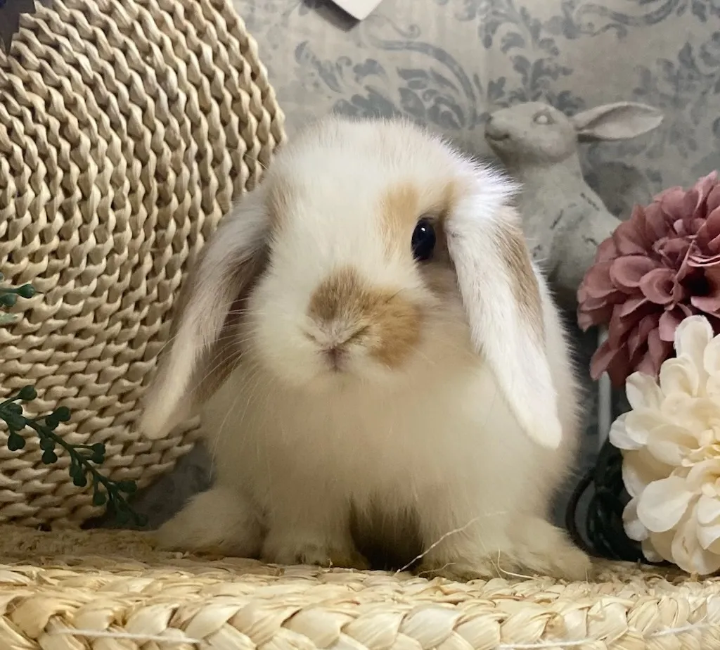 ☆お迎え済☆　ブロークンオレンジ