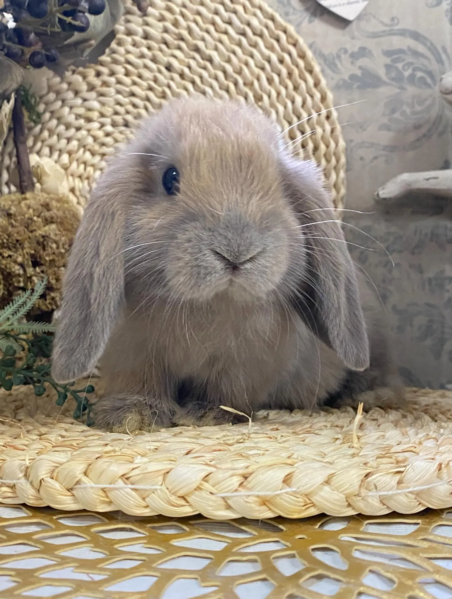 ☆本日店頭デビュー☆