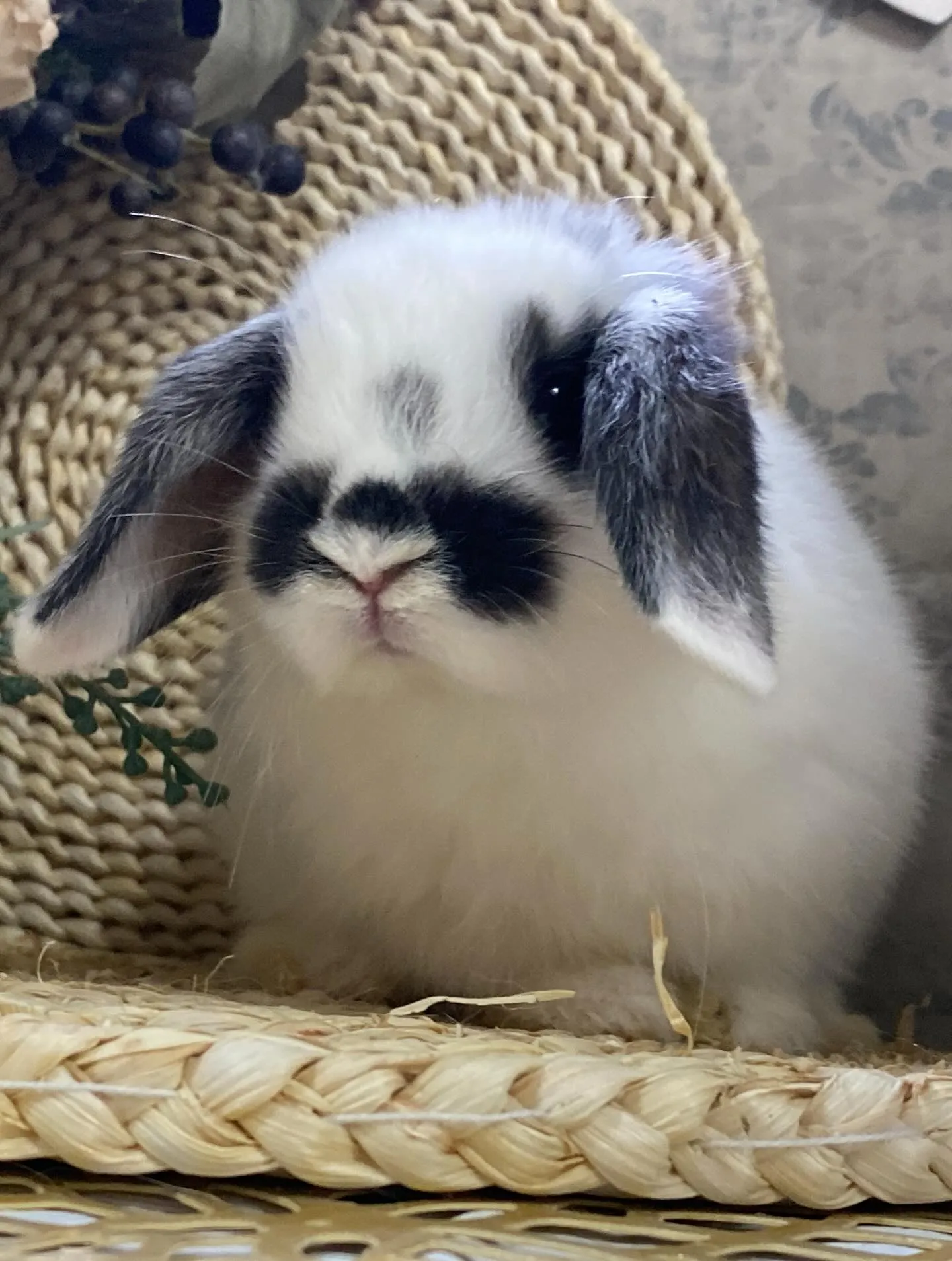 ☆本日店頭デビュー☆