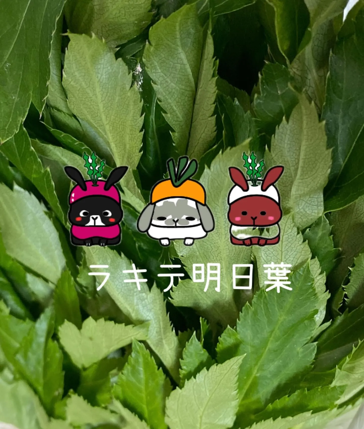 ☆ラキテ葉っぱシリーズ☆