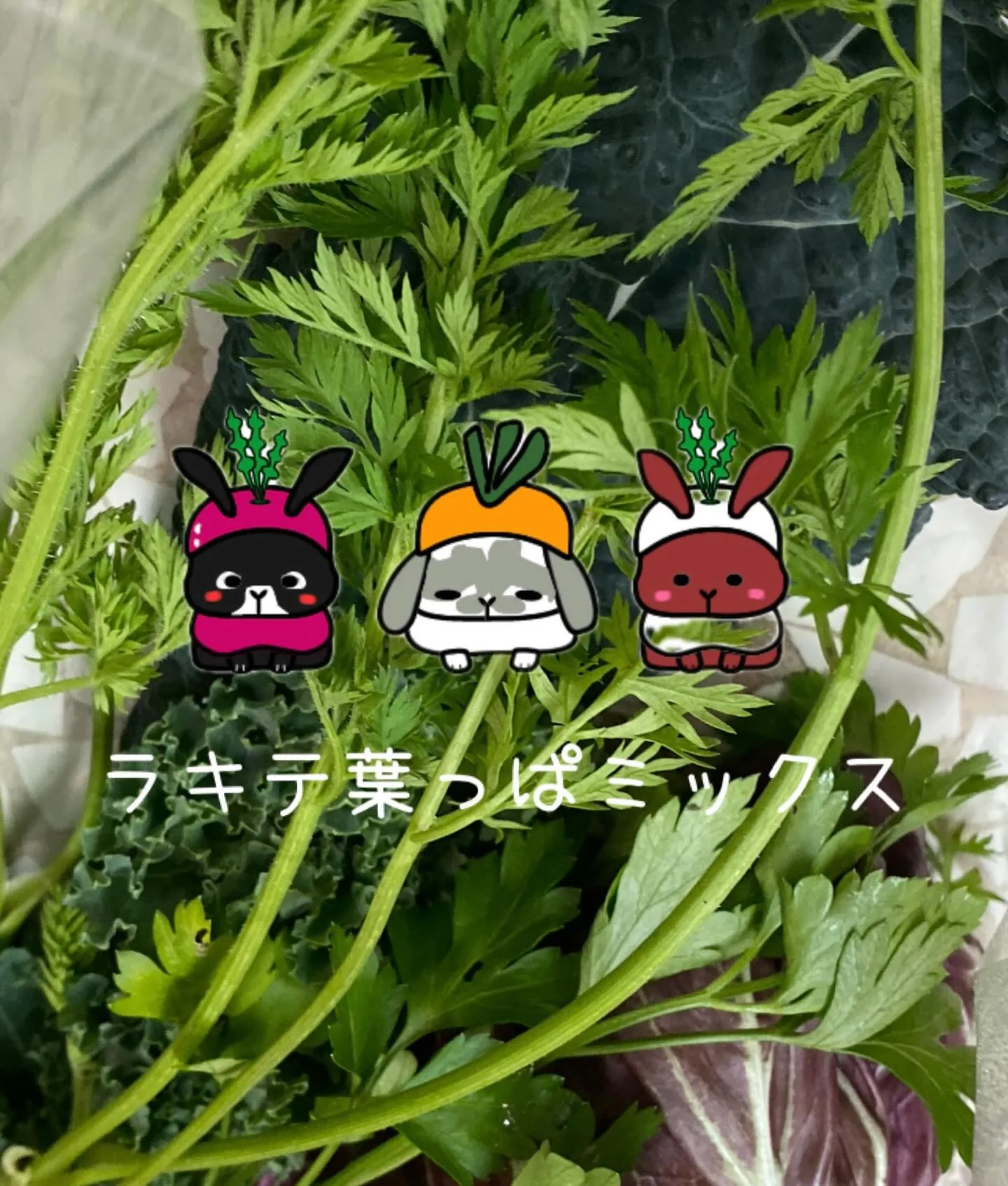 ☆ラキテ葉っぱシリーズ☆