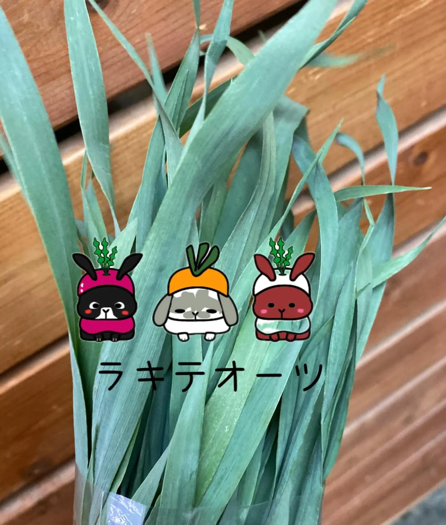 ☆ラキテ葉っぱシリーズ☆