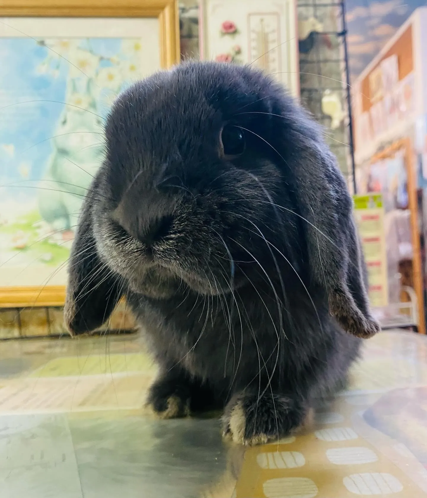 ☆大人うさぎ☆