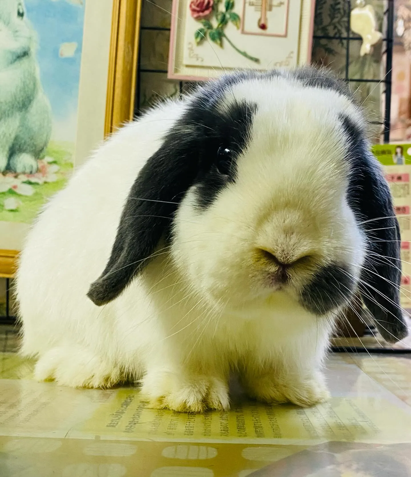 ☆大人うさぎ☆