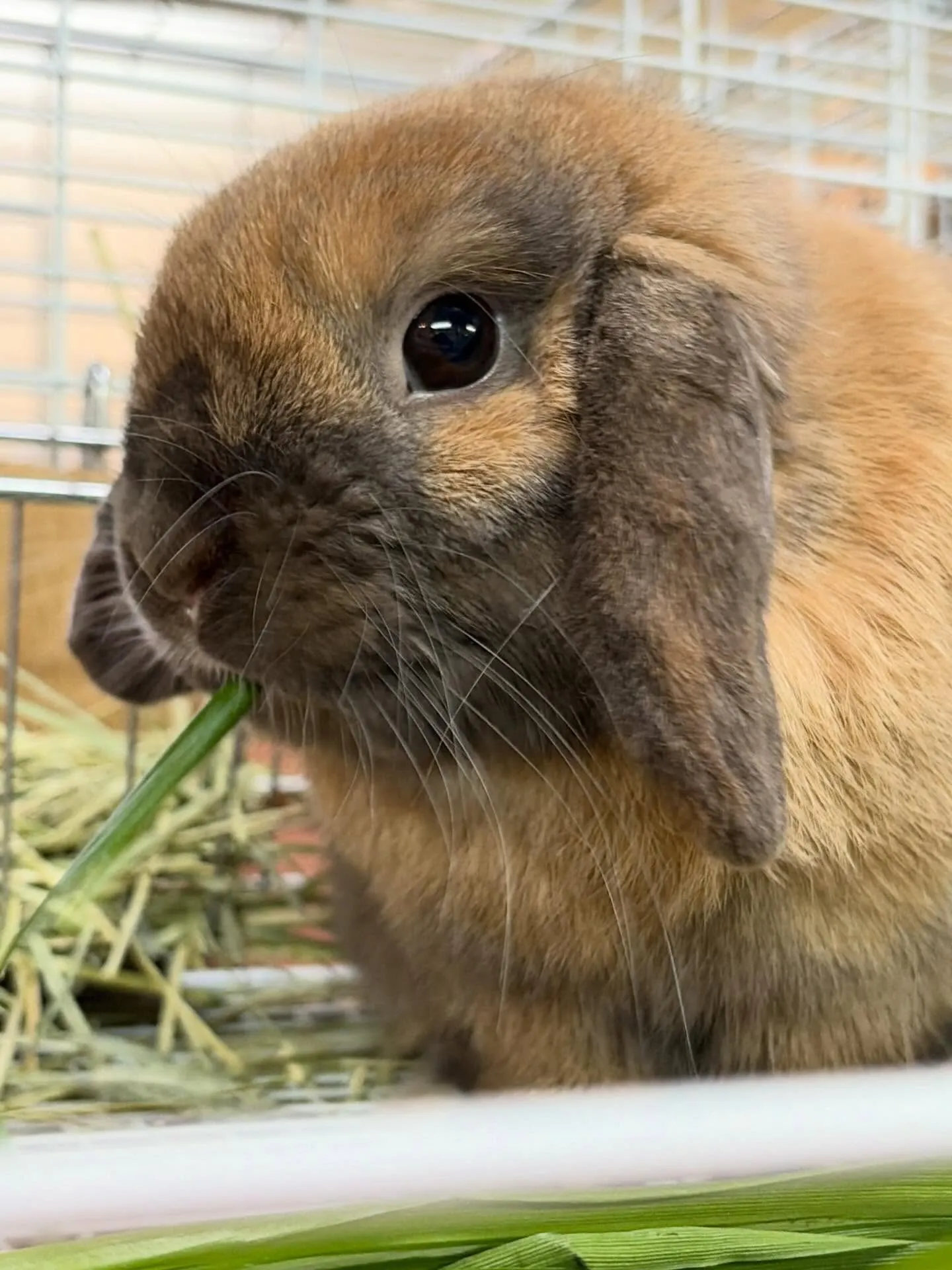 ⭐︎生牧草⭐︎