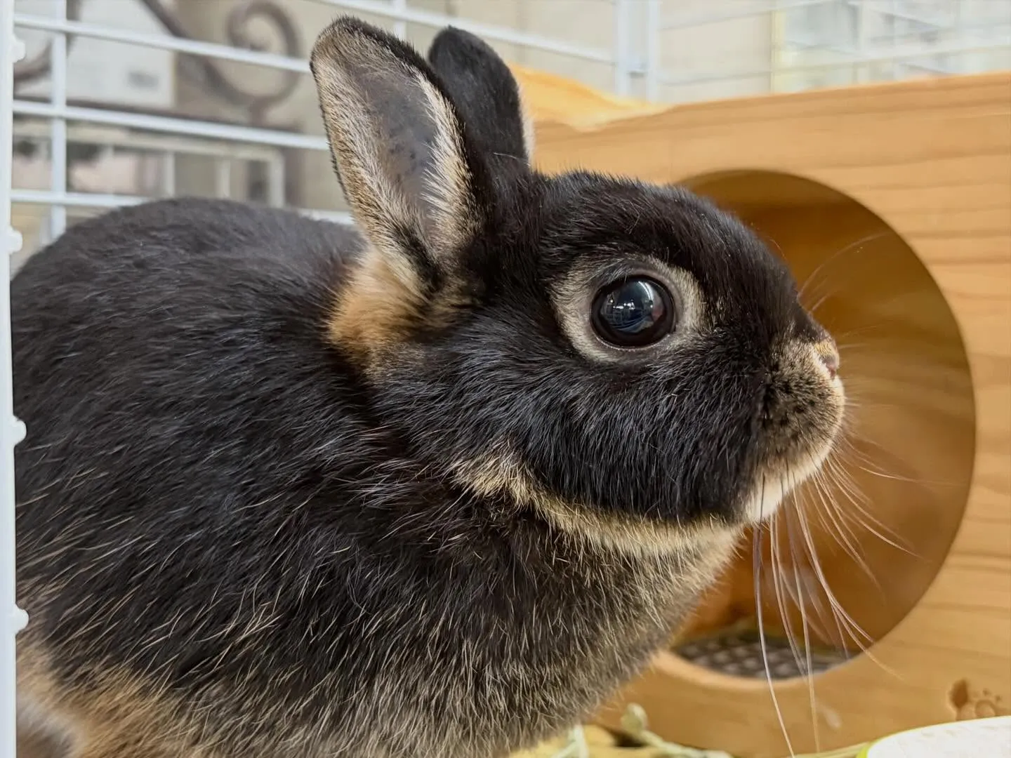 ⭐︎うさショット⭐︎