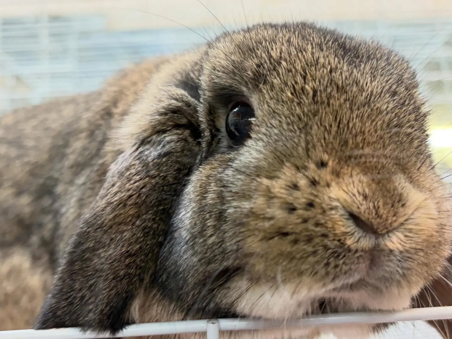 ⭐︎うさショット⭐︎