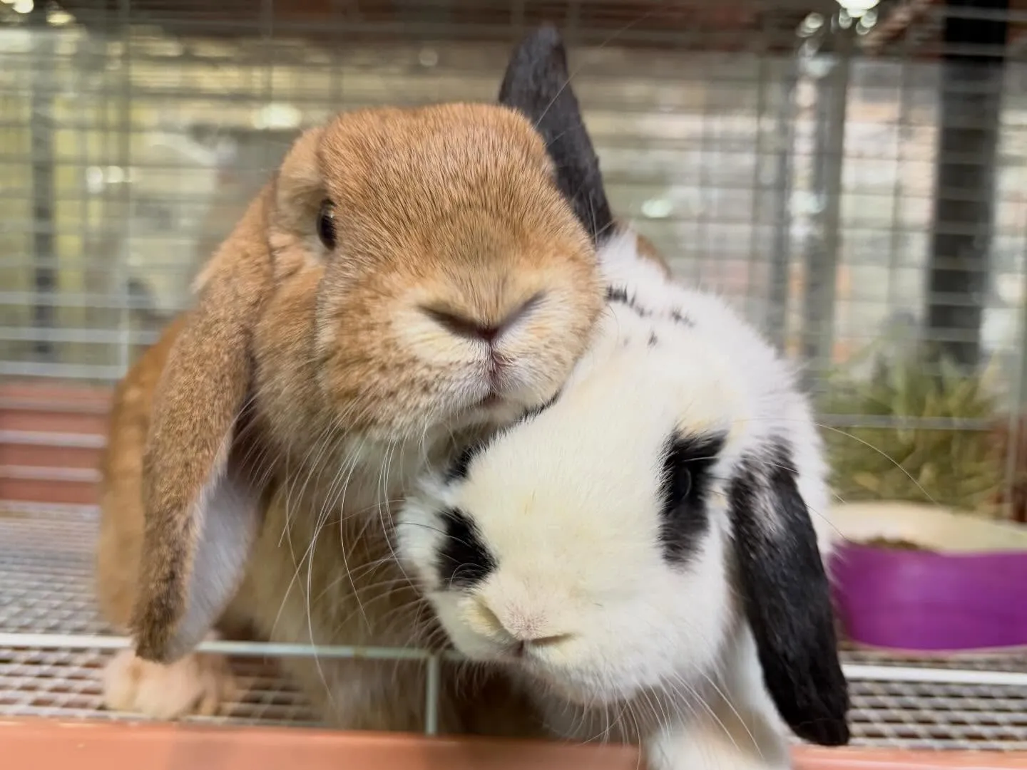 ⭐︎うさショット⭐︎