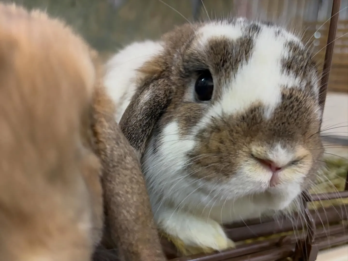 ⭐︎うさショット⭐︎