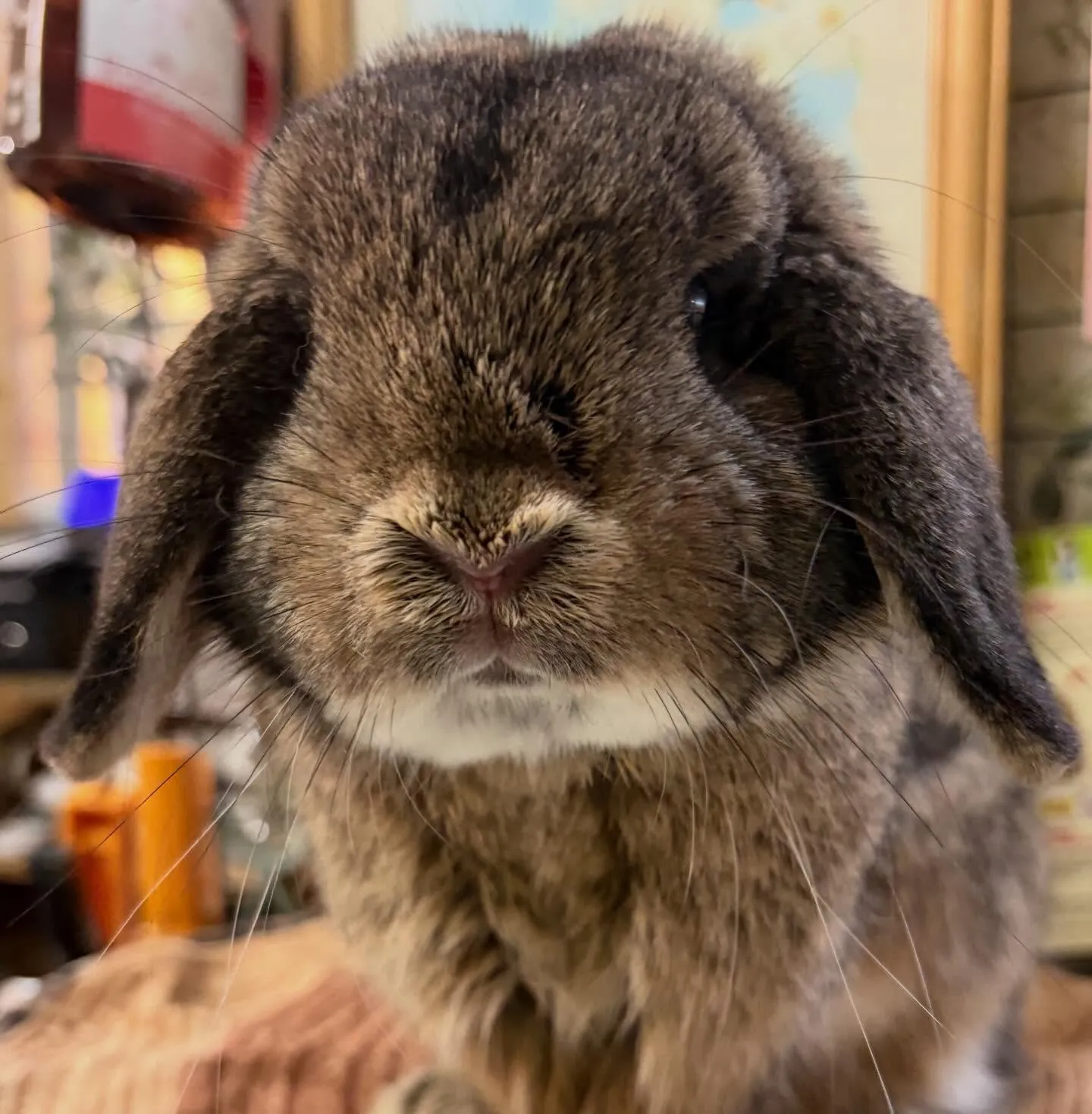 ⭐︎イケメンチェスさん⭐︎