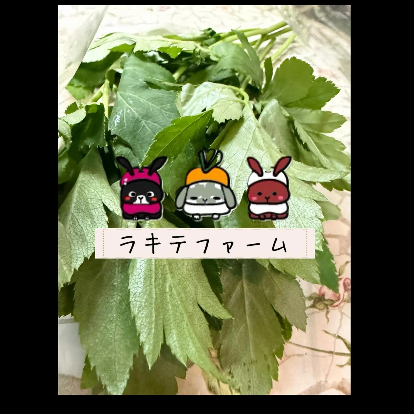 ⭐︎ラキテ葉っぱ⭐︎