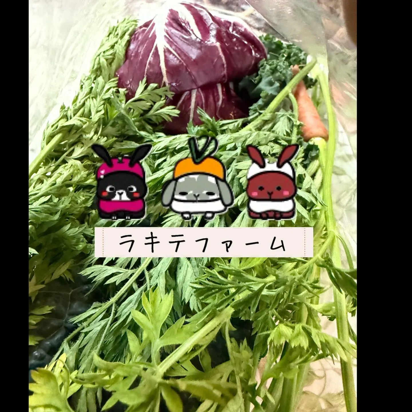⭐︎ラキテ葉っぱ⭐︎