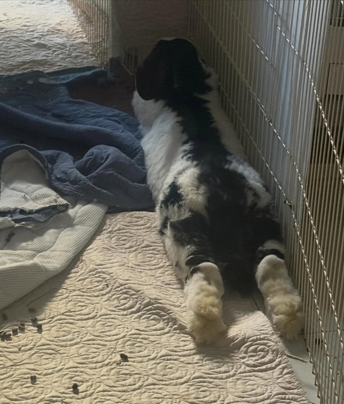 ⭐︎サニーお爺ちゃん⭐︎