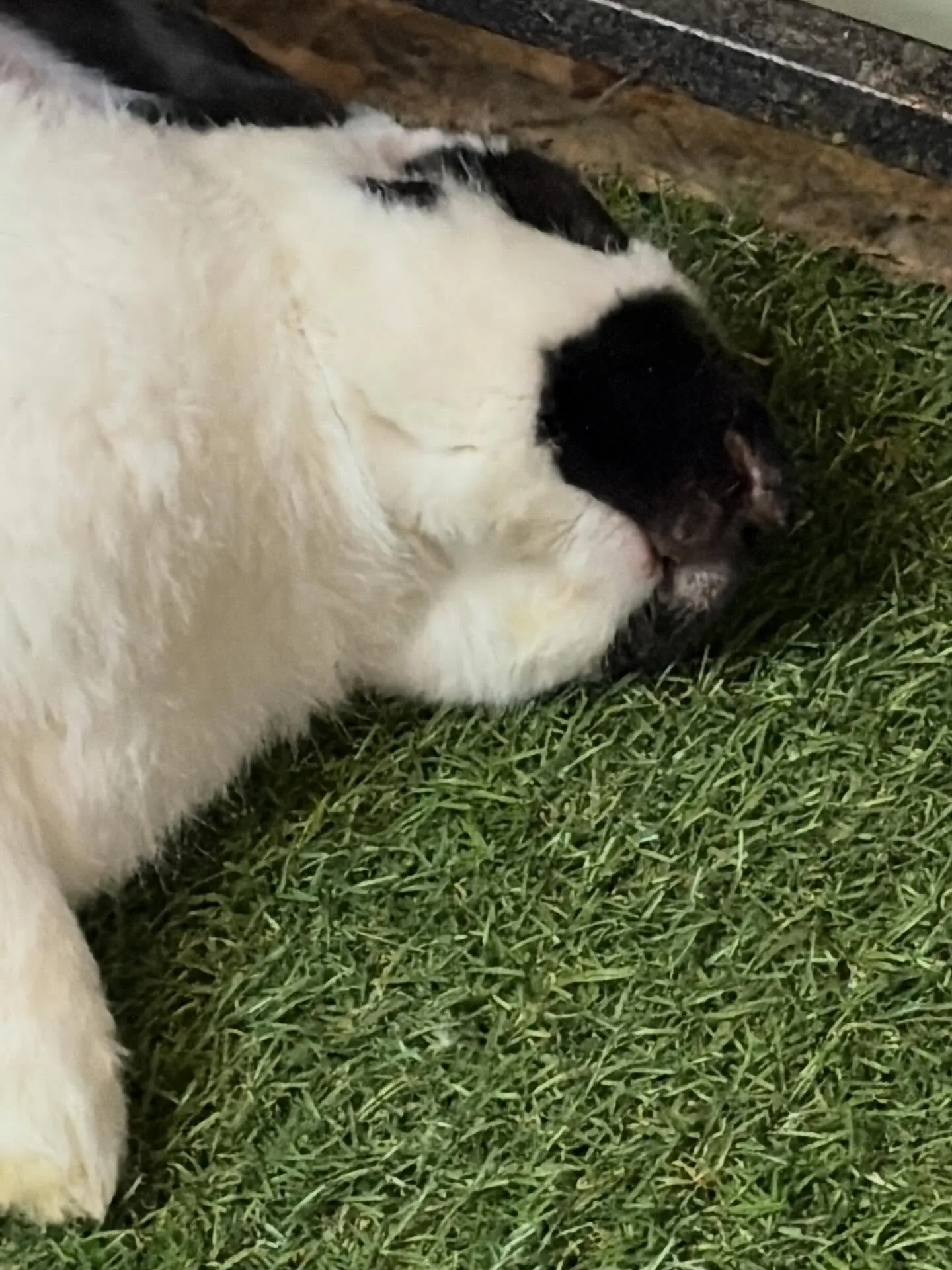 ⭐︎爆睡中⭐︎