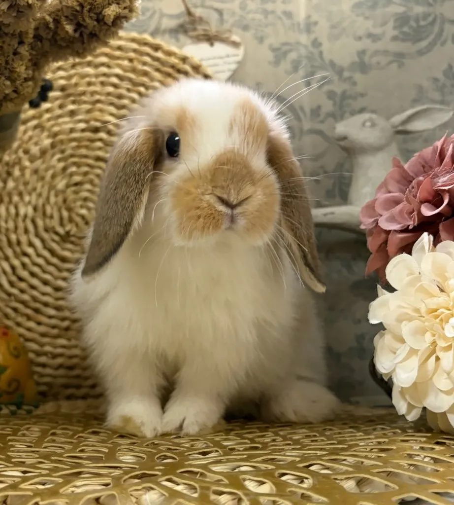 ブロークンオレンジ