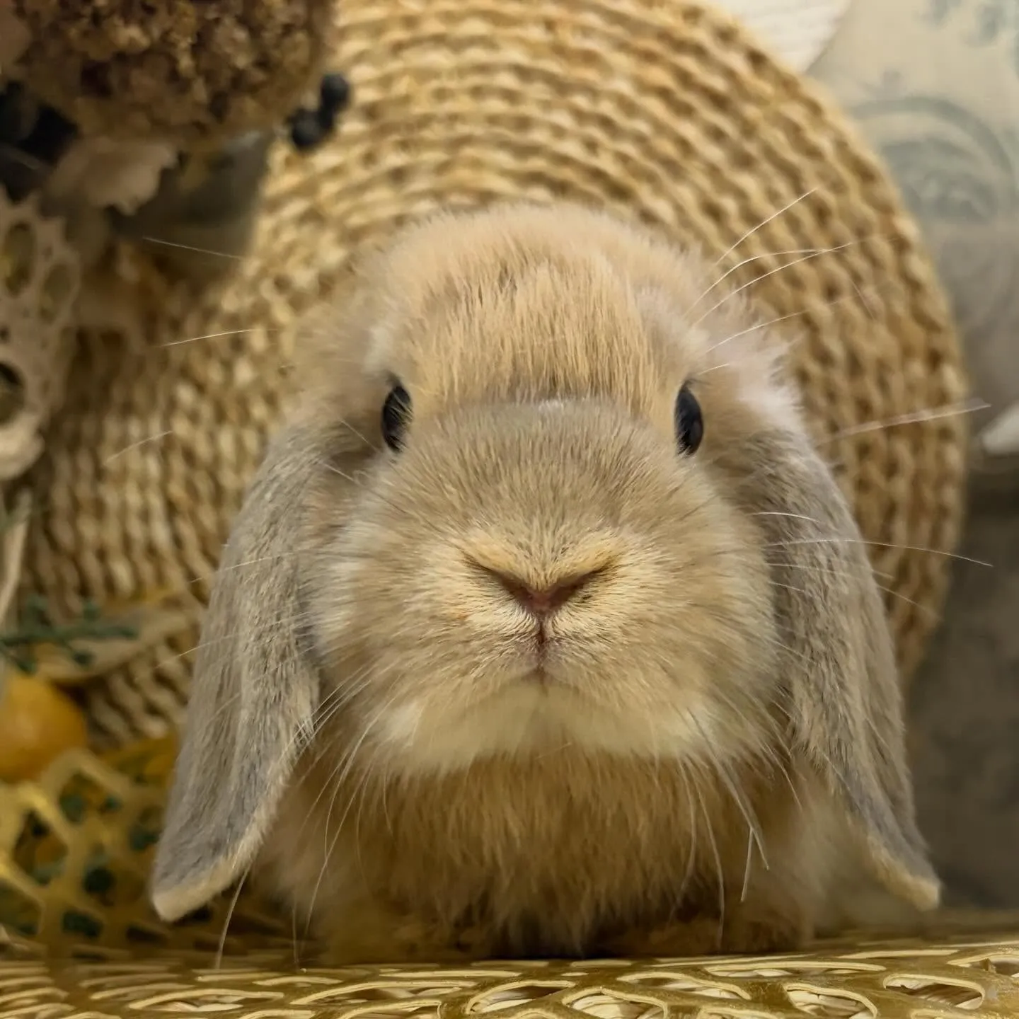 ⭐︎12月8日の子うさぎ情報⭐︎