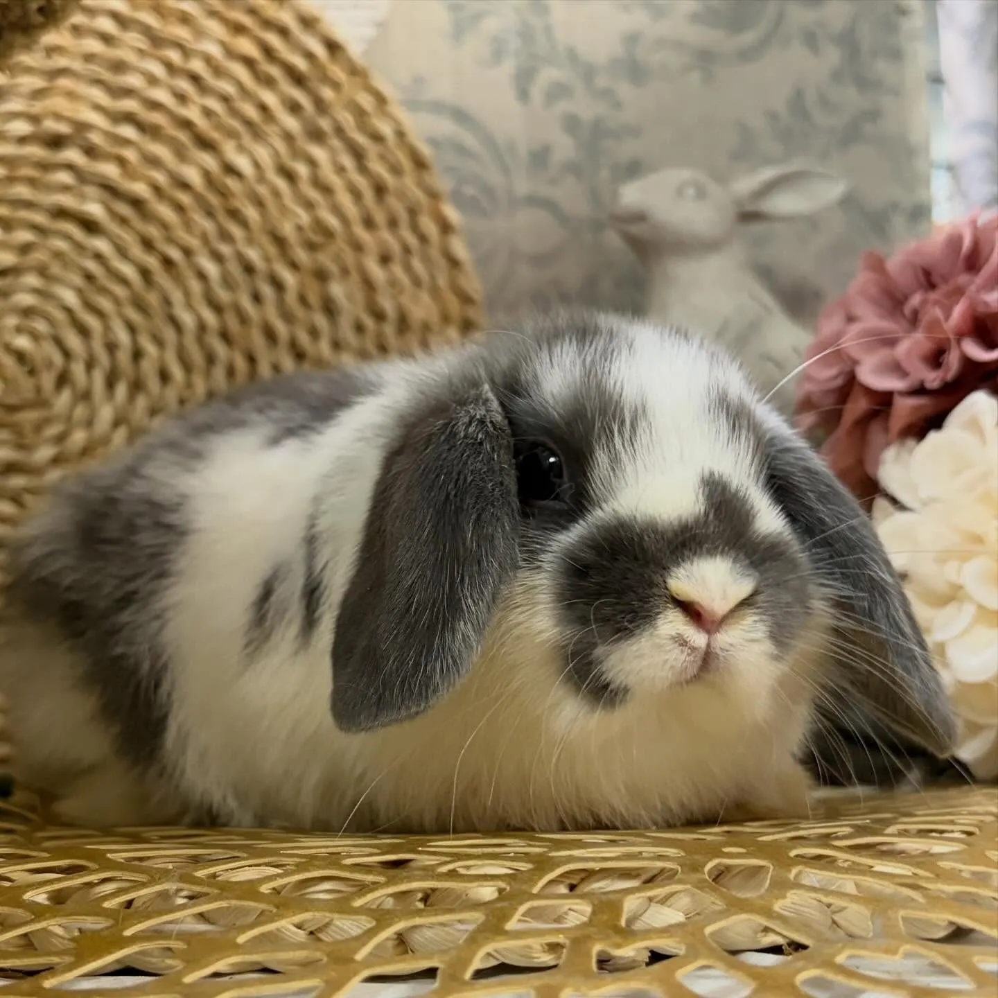 ⭐︎12月8日の子うさぎ情報⭐︎