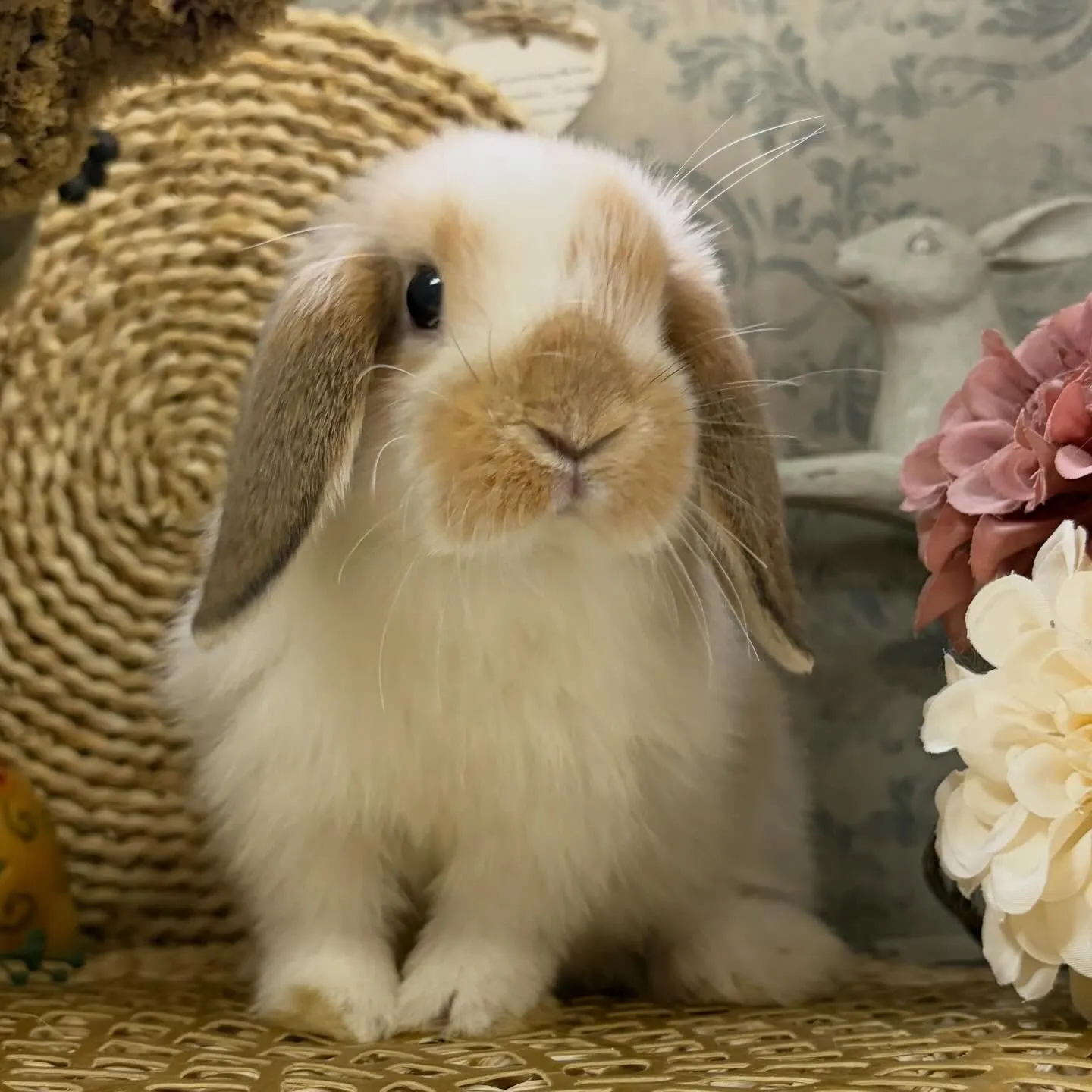 ⭐︎12月8日の子うさぎ情報⭐︎