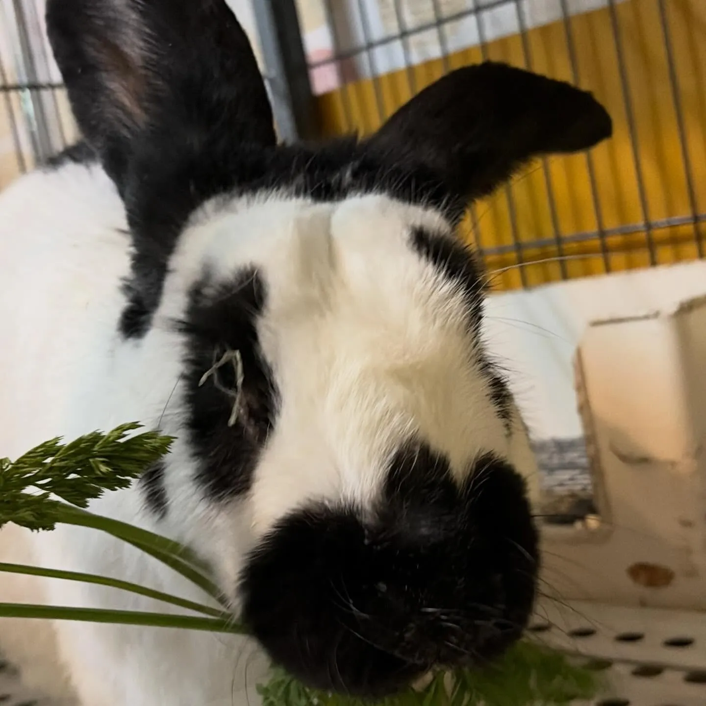 ⭐︎ラキテ葉っぱ⭐︎