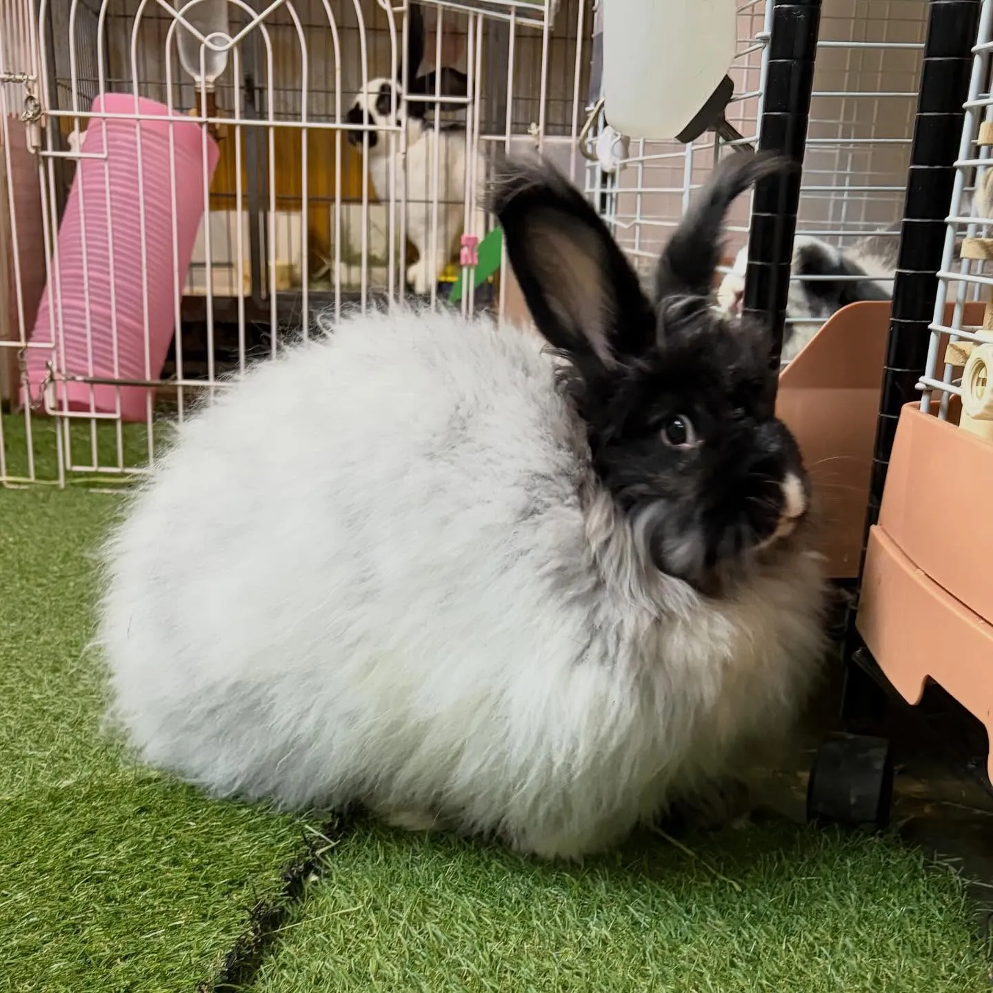 ⭐︎ヨーロッパアンゴラ⭐︎