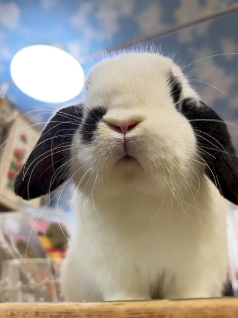 ⭐︎たれみみさん⭐︎