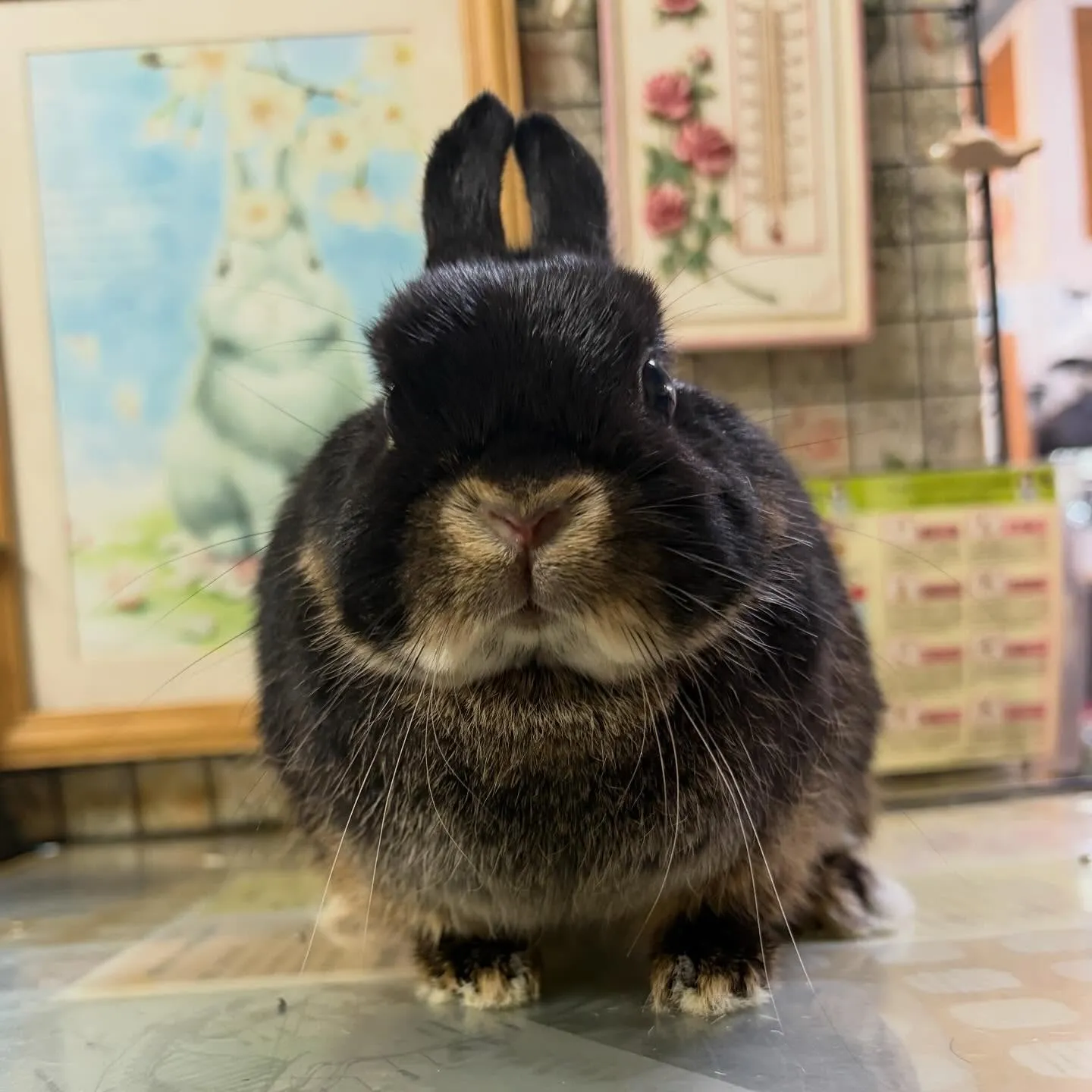 ⭐︎美うさ⭐︎