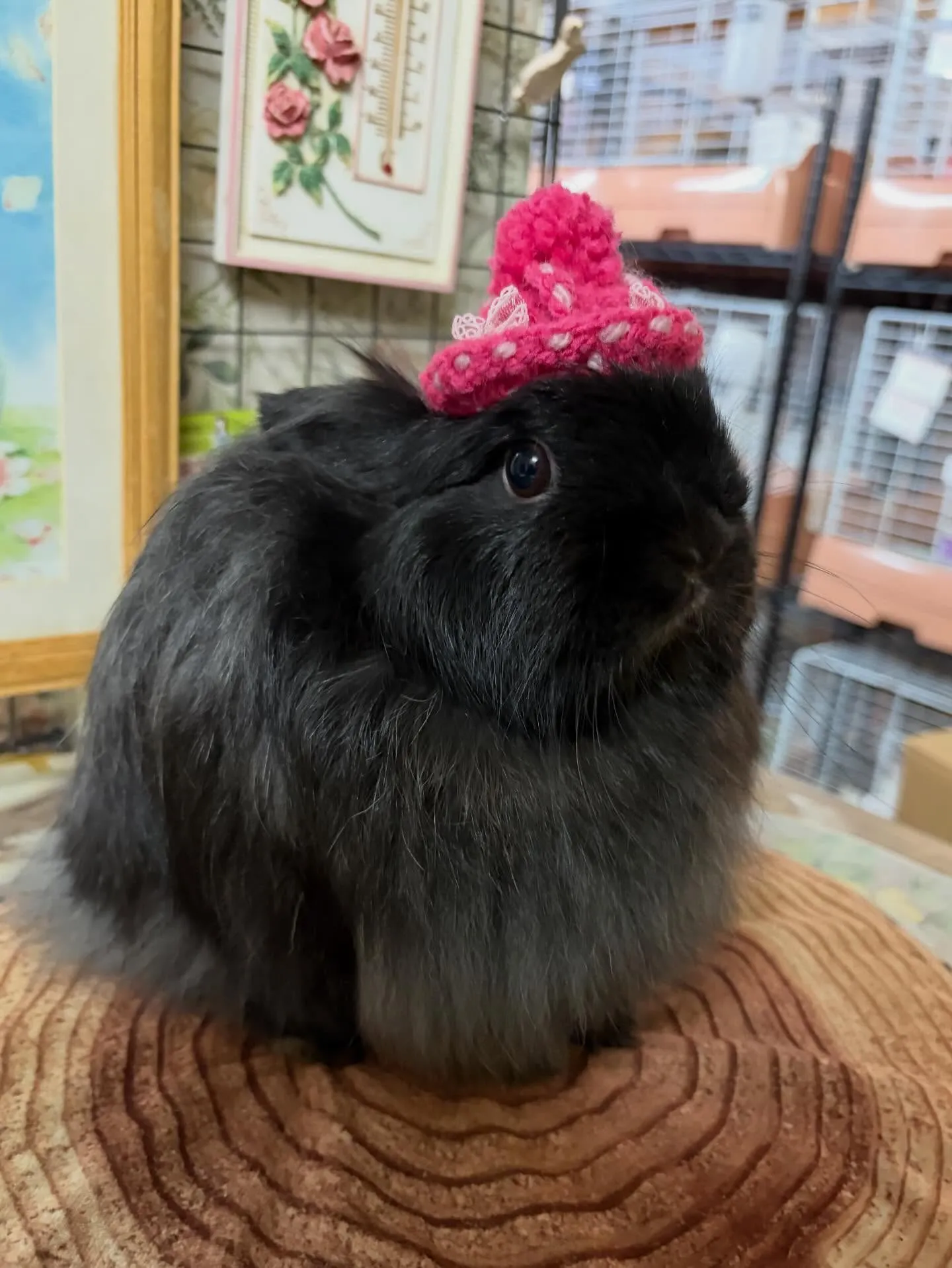 ⭐︎おこぜちゃん⭐︎