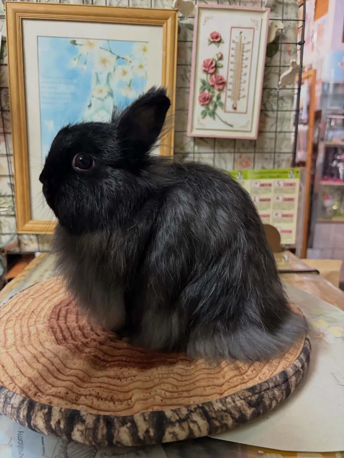 ⭐︎おこぜちゃん⭐︎
