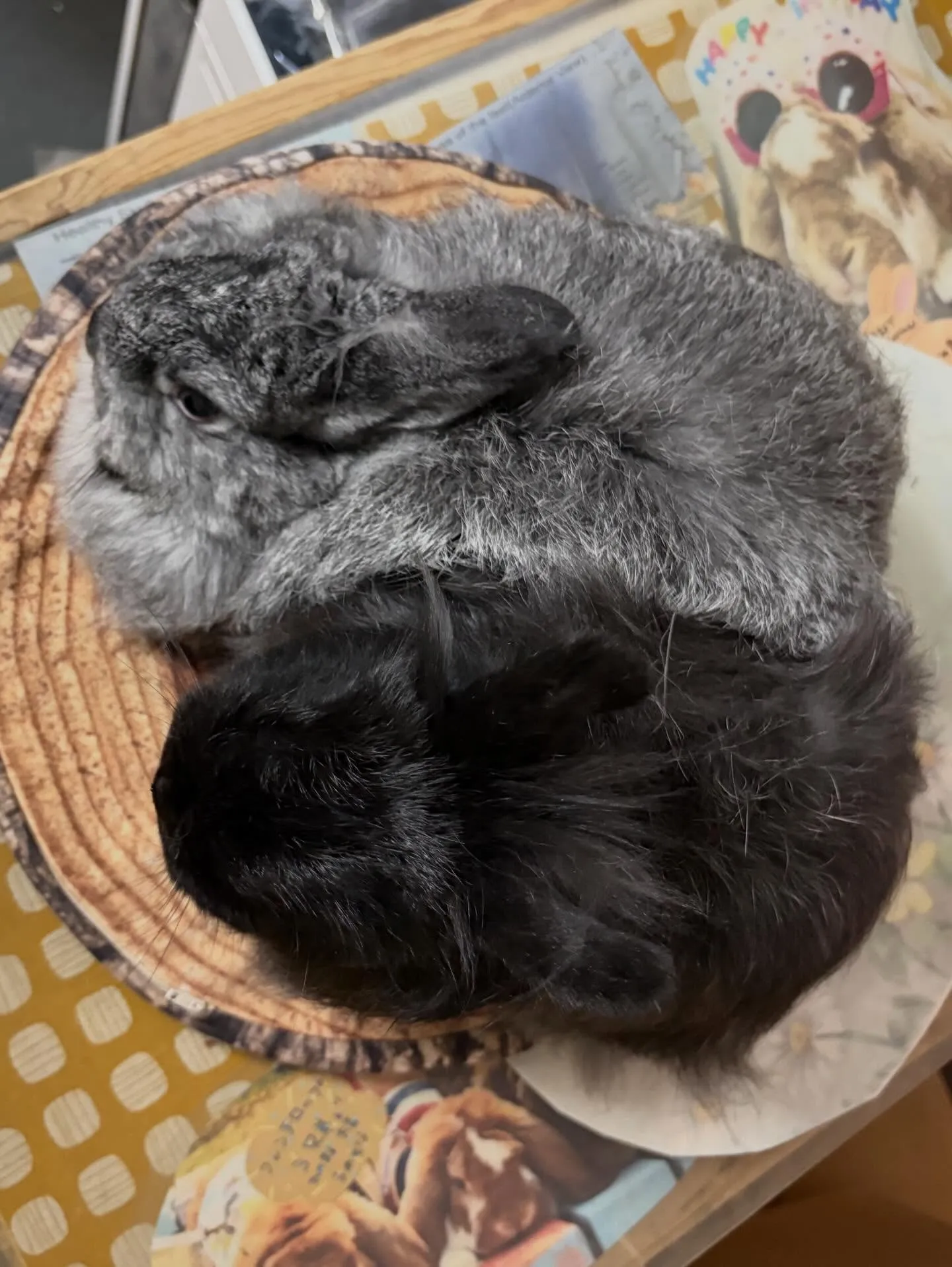 ⭐︎おこぜちゃん⭐︎